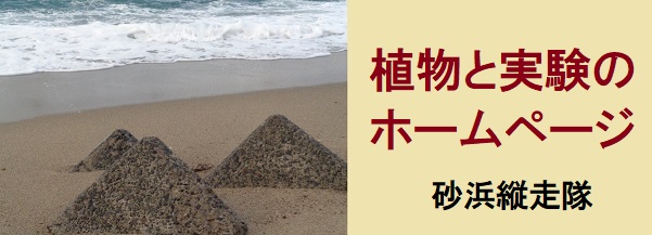 植物 実験 サイト 砂浜縦走隊