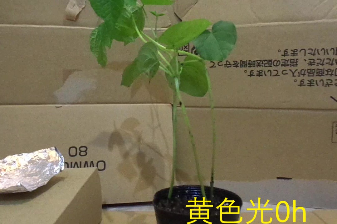 黄色０