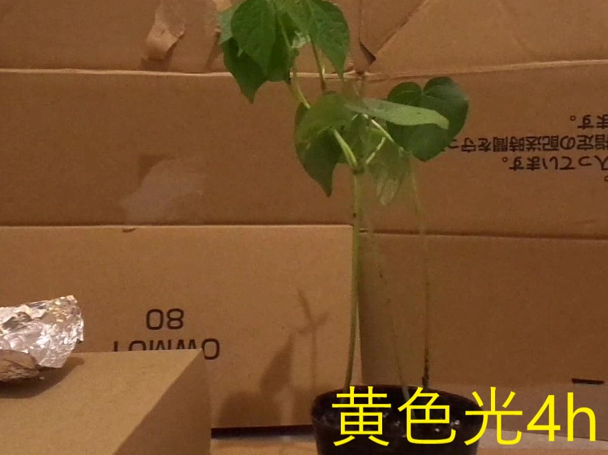 黄色４