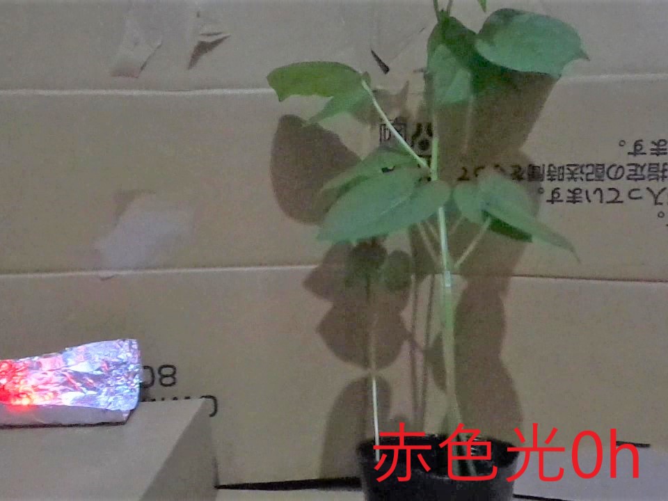 赤色０