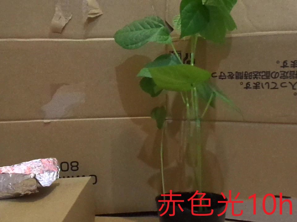 赤色４