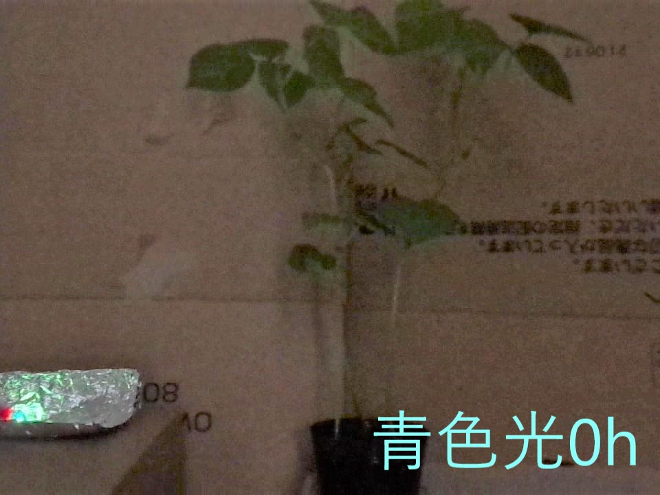 赤色０