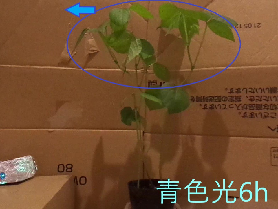 赤色４