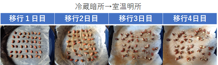 移行アズキ